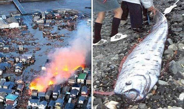 Thực hư về loài cá có khả năng dự báo động đất tại Nhật Bản
