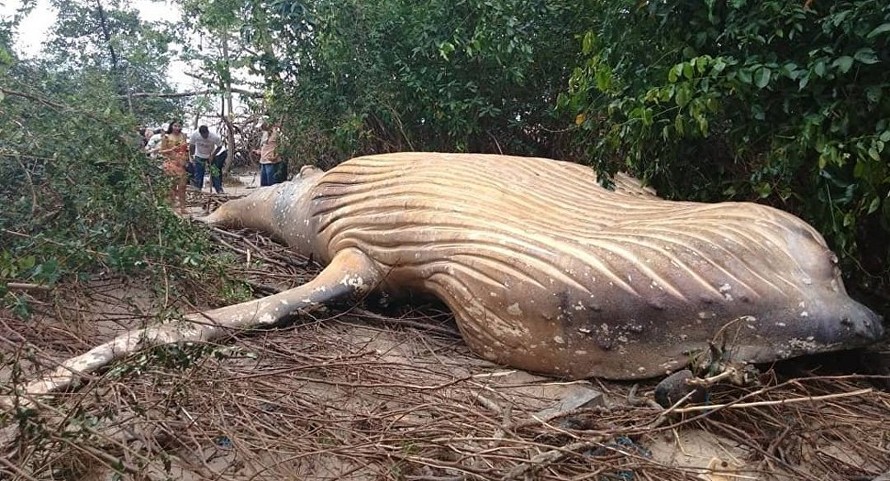 Xác con cá voi được tìm thấy trong khu rừng rậm Brazil. (Ảnh: Instagram)