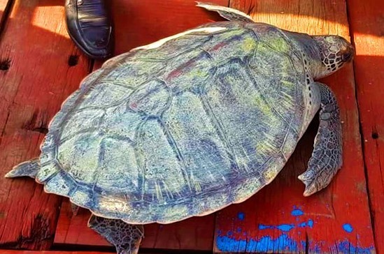 Cá thể rùa biển được thả về tự nhiên. Ảnh: H.Nam.