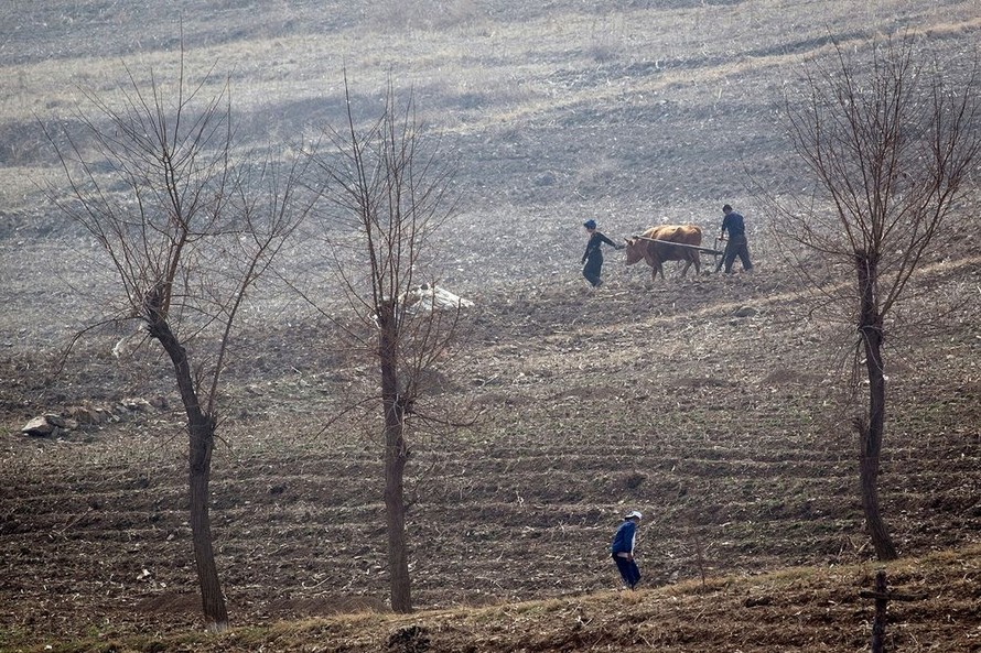 Nông dân Triều Tiên làm việc trên đồng gần Sinuiju, giáp biên giới với Trung Quốc tại thành phố Đan Đông vào tháng 4/2017. Ảnh: AFP 
