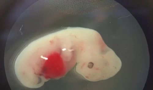 Nhóm nghiên cứu sẽ đình chỉ thí nghiệm nếu số lượng tế bào gốc người ở não phôi thai chuột vượt quá 30%. - Ảnh: Science Alert.