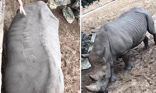 Tê giác bị viết tên trên lưng ở sở thú Pháp. Ảnh: AFP.