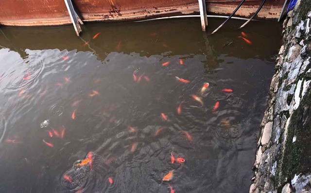 Cá Koi Nhật Bản bơi tung tăng trong khu thí điểm bằng Công nghệ Nhật Bản tại Hồ Tây (ảnh chụp lúc 14h chiều 19/9/2019). - Ảnh: Dân Trí