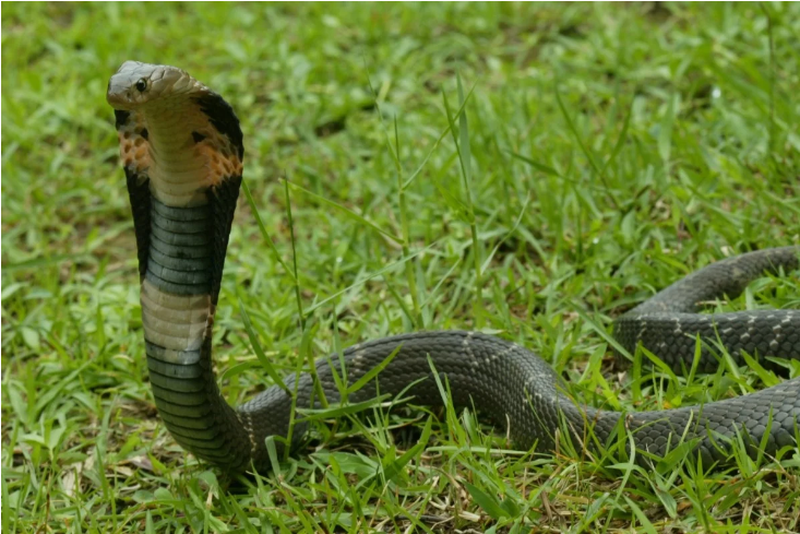 Rắn hổ mang Trung Quốc đã được xác định là một trong hai loài rắn có thể là vật chủ mang virus corona. - Ảnh: AFCD
