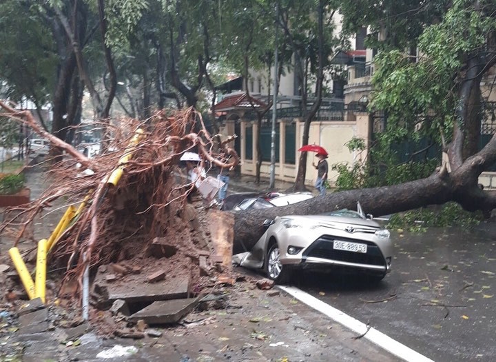 Một cây lớn đổ đè bẹp ôtô ở khu đô thị Định Công. - Ảnh: Tuổi Trẻ