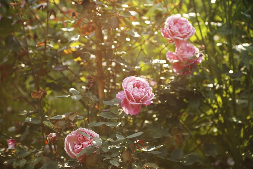 Hoa hồng nở rực rỡ tại thung lũng hoa hồng Fansipan