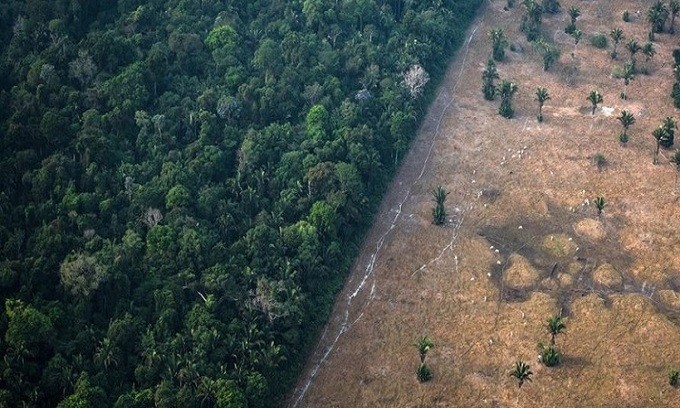 Rừng Amazon đang bị chặt phá với tốc độ đáng báo động. - Ảnh: Bloomberg.