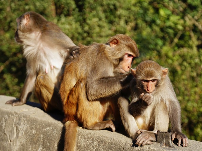 Khỉ Rhesus, loài được các nhà khoa học Trung Quốc lựa chọn để ghép tạng lợn. - Ảnh: Nation Post.