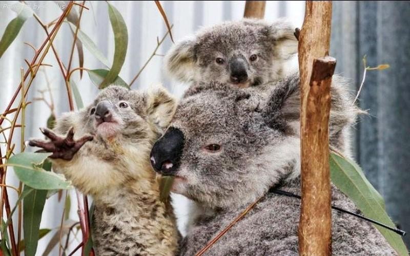 Australia đẩy mạnh kế hoạch bảo tồn loài koala