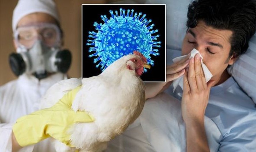 Mức độ nguy hiểm của cúm gia cầm H5N1