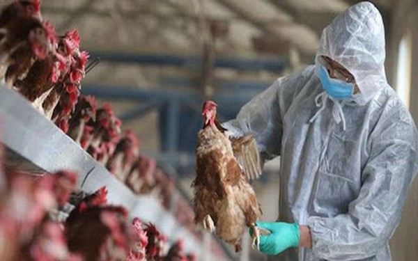 WHO đánh giá nguy cơ lây lan virus cúm gia cầm H5N1