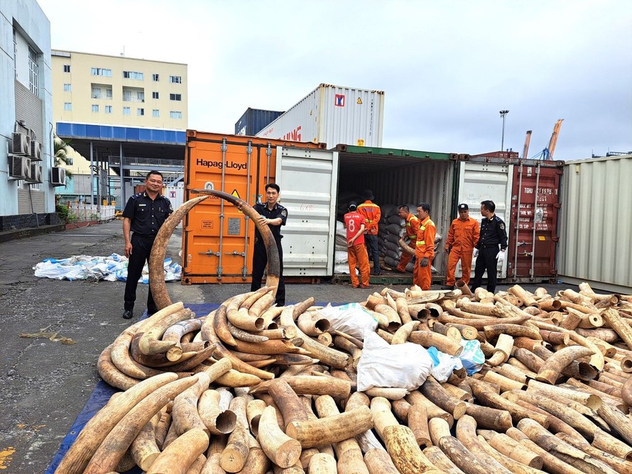 Hải quan Hải Phòng phát hiện vụ vận chuyển trái phép khoảng 7 tấn ngà voi