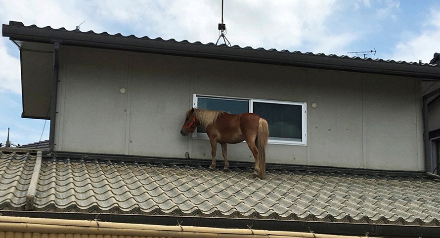 Nhật Bản: Giải cứu chú ngựa mắc kẹt trên mái nhà do nước lũ