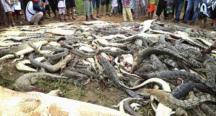Indonesia: Gần 300 con cá sấu bị người dân tàn sát để trả thù