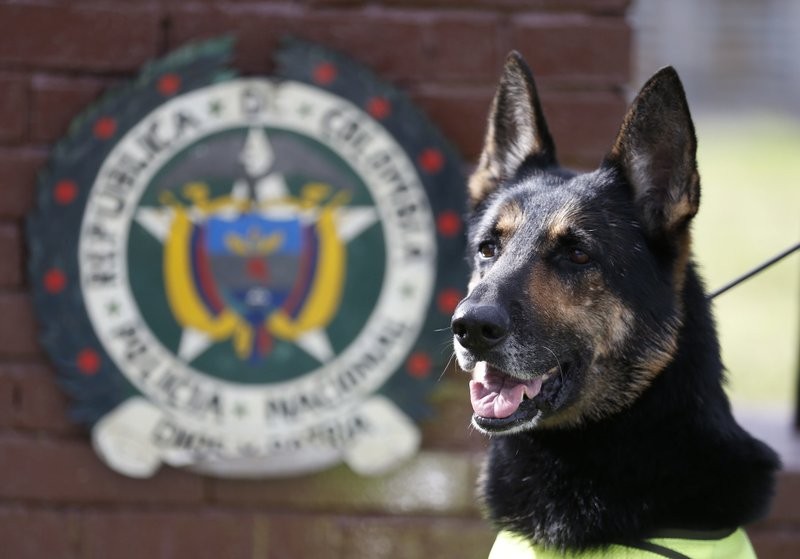 Trùm ma tuý Colombia treo thưởng 7.000 đô để truy sát chó nghiệp vụ