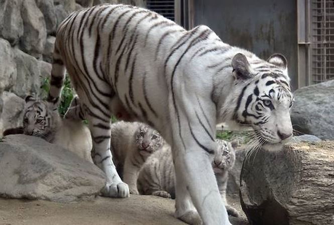 Hổ trắng quý hiếm vồ chết nhân viên vườn thú ở Nhật Bản