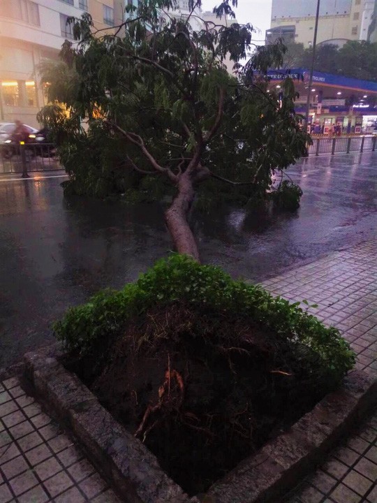 Ảnh hưởng bão số 9: TP HCM mưa lớn, cây gãy đổ đè chết người đi đường