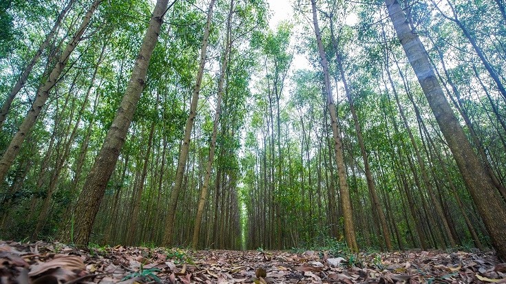 Đầu tư trên 28.500 tỷ đồng khôi phục và phát triển rừng bền vững vùng Tây Nguyên