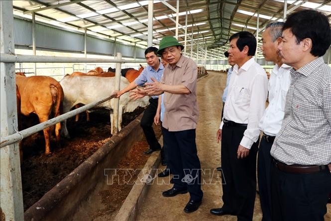 Bộ trưởng Nguyễn Xuân Cường thăm mô hình chăn nuôi bò thịt tại Công ty Cổ phần chăn nuôi T&T 159.