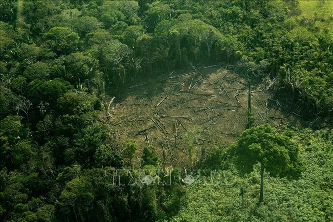 Cây bị chặt phá tại khu vực phía tây rừng Amazon, Brazil. Ảnh: AFP/TTXVN