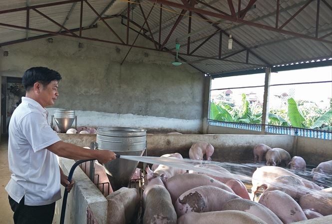Dịch tả lợn châu Phi càn quét 55 tỉnh thành: Có thể ban bố tình trạng khẩn cấp