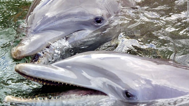 Hơn 200 con cá heo chết bất thường dọc bờ biển Mỹ