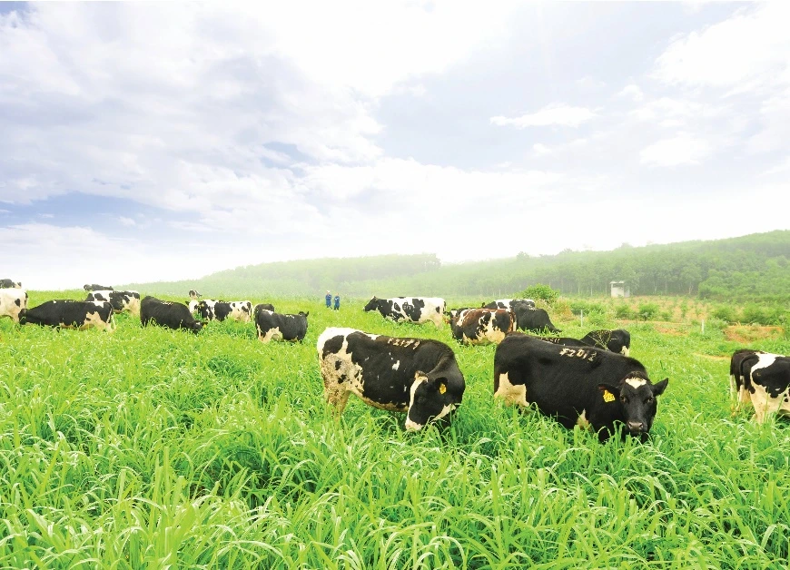 Để cho ra đời dòng sữa đạt tiêu chuẩn quốc tế, bò sữa tại trang trại TH chủ yếu là bò cao sản thuần chủng HF, được nhập khẩu từ các nước như New Zealand, Mỹ…