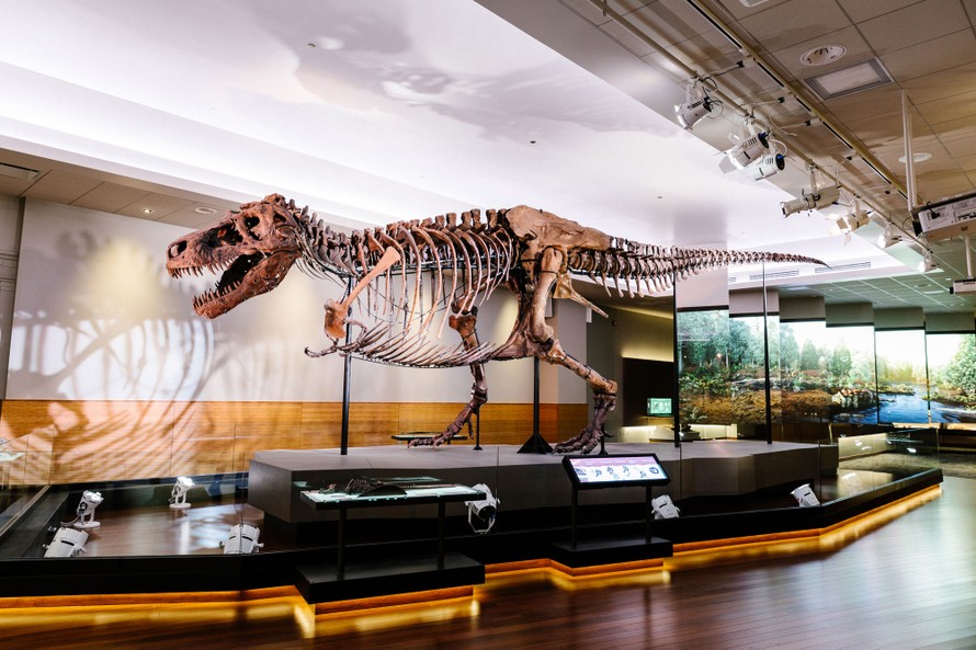Bộ xương khủng long bạo chúa Tyrannosaurus (T-Rex) được trưng bày trong một bảo tàng.