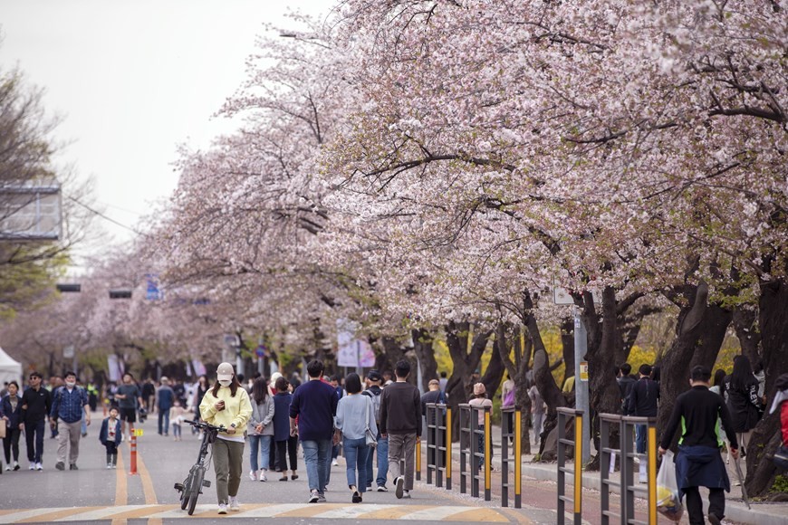 Lễ hội hoa Anh đào lớn nhất Thủ đô Seoul luôn là điểm đến hấp dẫn của người dân Xứ sở Kim Chi.