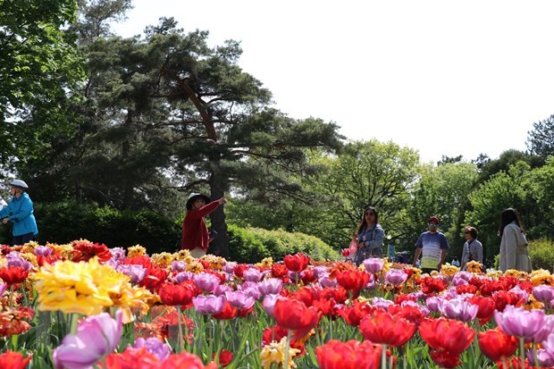 Người dân Canada đến ngắm hoa tulip tại lễ hội. 