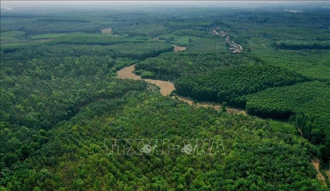 Diện tích rừng của người dân ở huyện Gio Linh, tỉnh Quảng Trị. Ảnh: Hồ Cầu/TTXVN.