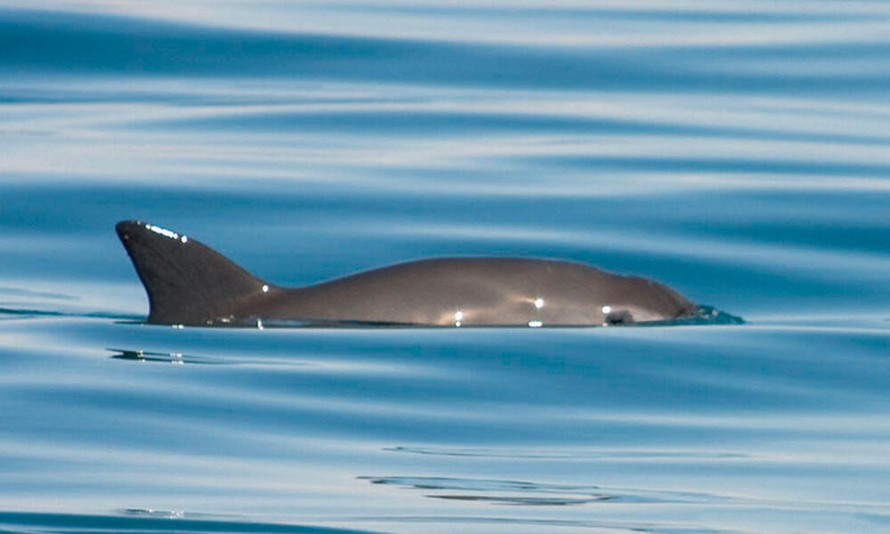 Cảnh báo nguy cơ tuyệt chủng loài cá heo vaquita