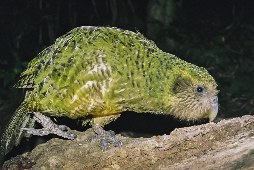 Kakapo là loài vẹt duy nhất trên thế giới không biết bay.