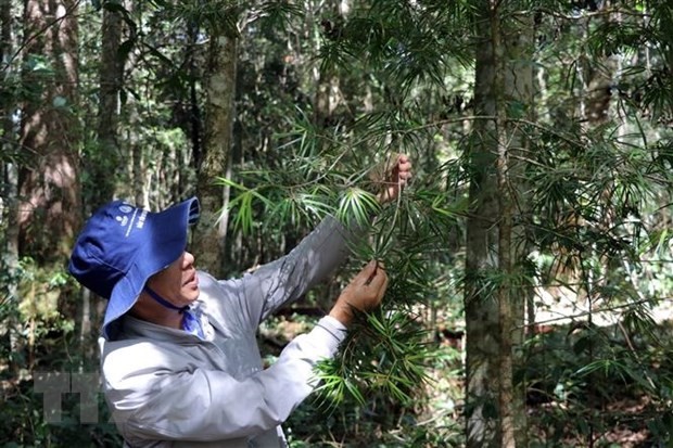 Ông Lương Quốc Minh, Phó Giám đốc Vườn Quốc gia Bidoup-Núi Bà giới thiệu một cây thông 2 lá non chỉ sống được ở Cổng Trời. Ảnh: Chu Quốc Hùng/TTXVN.