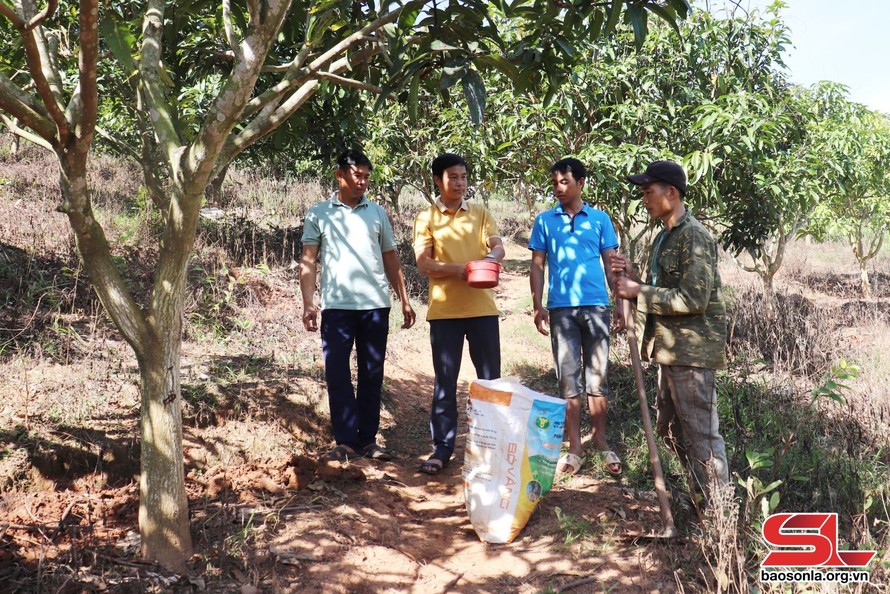 Cán bộ xã Mường Khiêng, huyện Thuận Châu, hướng dẫn bà con chăm sóc diện tích xoài sau thu hoạch. 