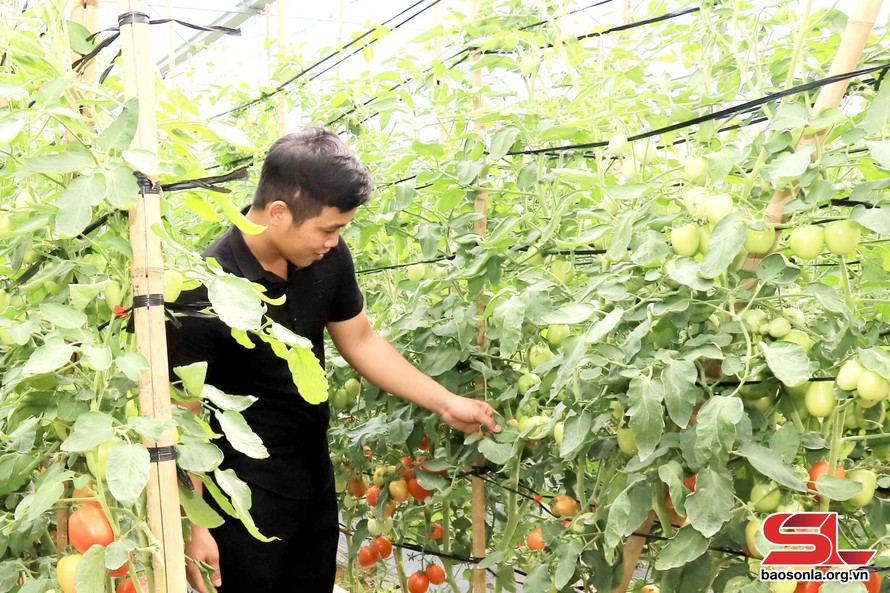Mô hình trồng cà chua trong nhà màng của hộ dân xã Tân Lập, huyện Mộc Châu.