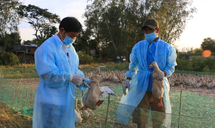 Ngăn chặn cúm gia cầm xâm nhập vào Việt Nam