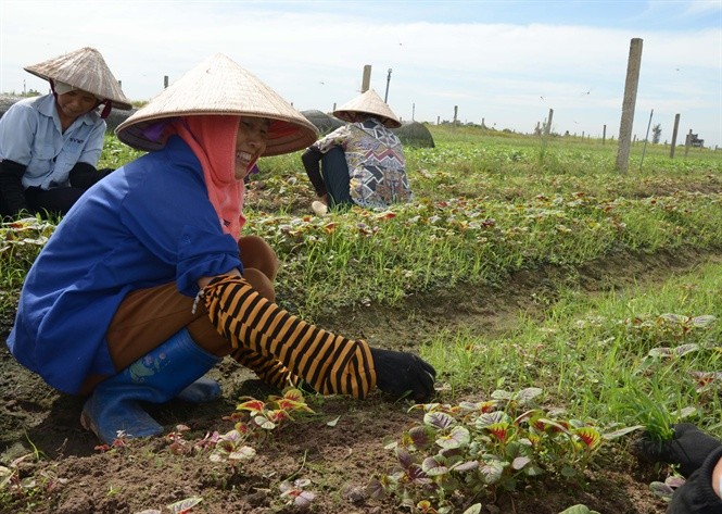 Nam Định có thêm 4 xã đạt chuẩn nông thôn mới nâng cao, kiểu mẫu