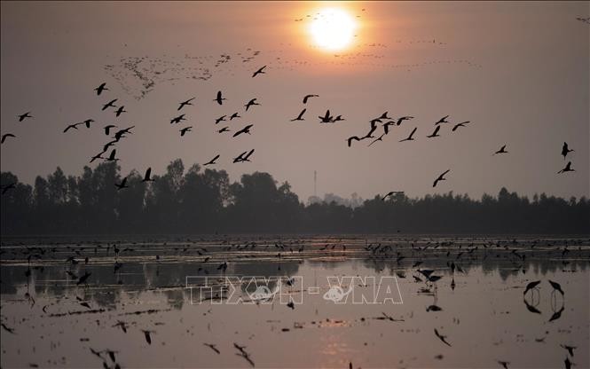 Đàn cò bay lượn, tìm thức ăn trên cánh đồng gần vùng đệm của Vườn Quốc gia Tràm Chim, thuộc huyện Tam Nông, tỉnh Đồng Tháp. Ảnh: Nhựt An/TTXVN.