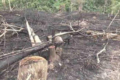 Hơn 60 ha rừng bị chuyển đổi không đúng mục đích ở huyện Quỳ Hợp. 