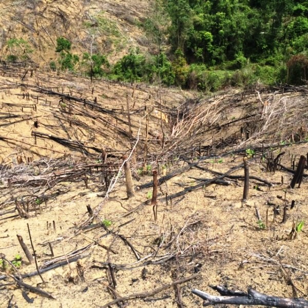 Hơn 60 ha rừng ở huyện An Lão bị xóa sổ chưa tìm ra kẻ chủ mưu, thì hơn 21 ha rừng ở huyện Hoài Ân (tỉnh Bình Định) tiếp tục bị đốn hạ.