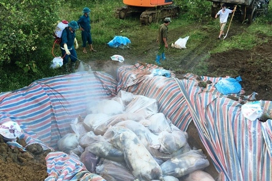 Công tác tiêu hủy lợn chết tại Yên Định, Thanh Hóa.