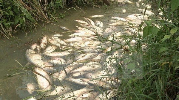 Cá chết trắng trên các dòng kênh mương nội đồng ở xã Bình Trung huyện Bình Sơn. ảnh: Đông Hải.