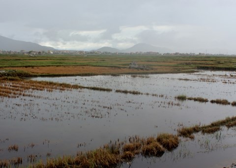 Hơn 100ha đất 2 vụ lúa ở xã Bắc Trạch bị nhiễm mặn.
