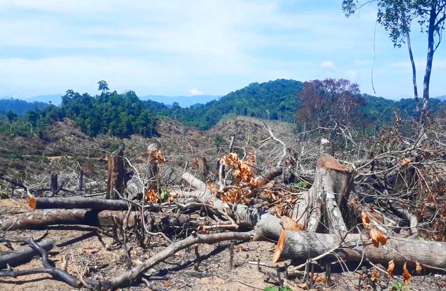 Hơn 60ha rừng bị tàn phá ở huyện An Lão, tỉnh Bình Đinh 