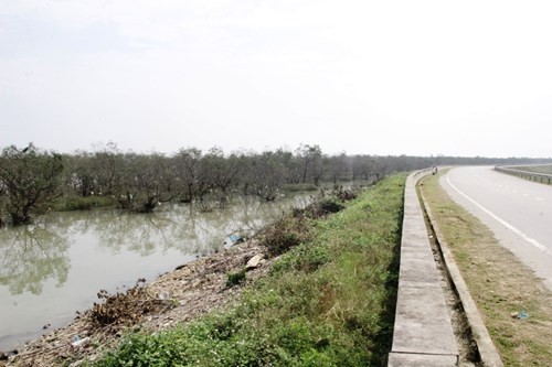 Rừng bần Hưng Hòa, Nghệ An là khu rừng ngập mặn có ý nghĩa bảo vệ hệ thống đê điều, chống xói lở…