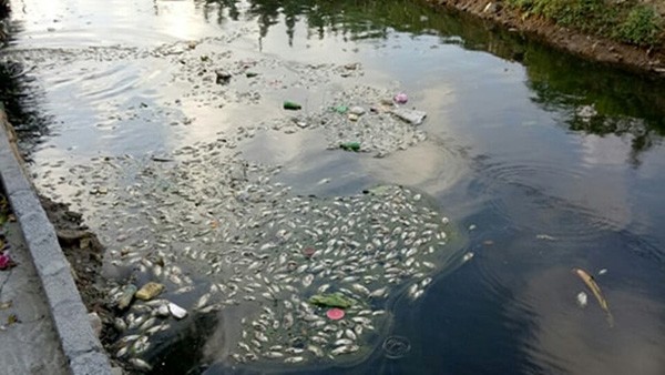 Người dân Hải Phòng đang bị 'đầu độc' bởi nguồn nước ô nhiễm