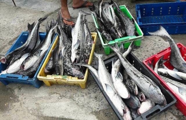 Hiện tượng cá lồng nuôi chết bất thường ở đầm Lập An khiến nhiều hộ nuôi lo lắng.