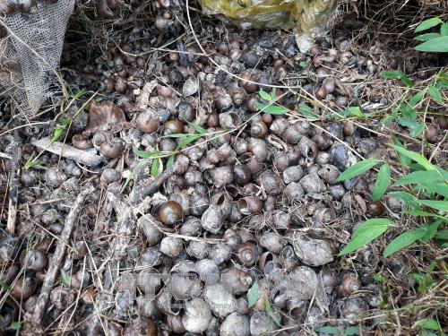 Những con ốc nhồi chết tại ao nuôi của gia đình anh Đỗ Thanh Biên ở tổ Lủng Hoàn, phường Xuất Hóa, thành phố Bắc Kạn.