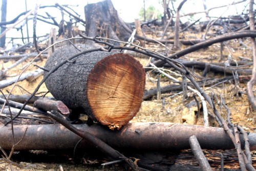 Hiện trường rừng phòng hộ ở xã Tiên Lãnh, huyện Tiên Phước bị phá
